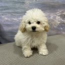 븜프그루밍 이미지