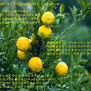 거제도 황금보주(黃金寶珠) 유자 이미지