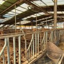 한우축사 이미지