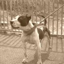 오공이 농장 이미지