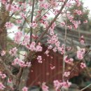 고흥봉황정 | 오인교의 전라도 누정기행-고흥 화수헌(花樹軒)