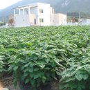 푸른꿈농장 이미지