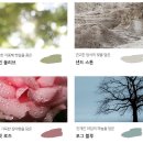 예쁜그릇올리브