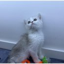 도그메리트 강아지 이미지