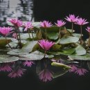 당고개동물병원 이미지