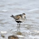 매향리의 민물도요(Dunlin) 이미지