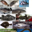 우리의 먹거리 안전을 위협하는 중국산 양식어들의 범람 이미지