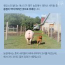 에스더 이미지