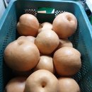 생강도라지배즙,참옻진액, 잔대 호박즙,여주즙 판매 이미지