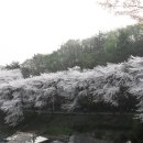 지난 토욜-군산 월명 공원 벚꽃 이미지