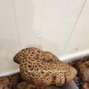 팔공농산