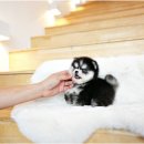 야옹아 멍멍해봐 강아지고양이 평택점 이미지