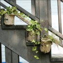 숲속에 우산정원 이미지