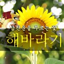 좋은글＞ 활짝 핀 해바라기꽃 보시고 행운 듬뿍~받아가세요!🌻 이미지