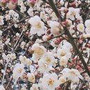 양재대로(남부순환로) | 봄에는 문화생활 헤일메리도 보고 꽃도 보고