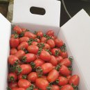 (할인판매) 농장직송♡!! 광양대추방울토마토 판매 이미지