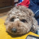 태영스포시티(헬스) | 니취팔로마 누가 훠궈를 주3회 먹어요