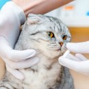 동물심장병원 진심 이미지