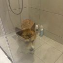 pet20거0793 | pet | 디고 펫 에스테틱 강아지 샴푸 후기