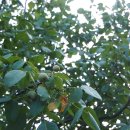 굴구지정원 이미지