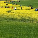 청보리축제장 이미지