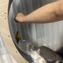 멍멍과자점 이미지