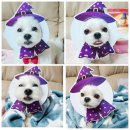 참견펫푸드 | 하림펫푸드] 할로윈 코스튬!! 크런치닭고기 체험 3탄 .