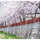 2013년 4월 진해군항제 -벚꽃축제 / 당일 여행및 1박2일 여행 "사월이야기^^......[예정-의견접수중] 이미지