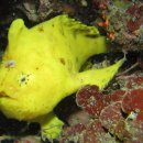 71-2. 빨간씬벵이(Antennarius striatus)~Striped Anglerfish, Striated frogfish 이미지