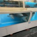 마차포차 이미지