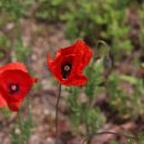 진교 메타세쿼이아길 이미지