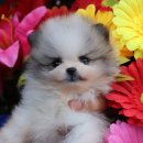 버디독 강아지분양 고양이분양 안심분양센터 인천점 이미지