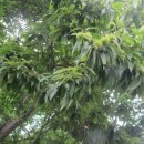 반갑소 농장 이미지