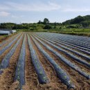 서대리농장 이미지