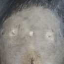 블루동물종합병원 이미지