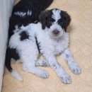 스탠푸켄넬 이미지