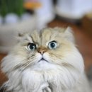 반려동물 관리사 이미지