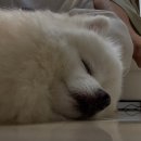 더스테이 골드독 이미지