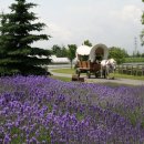 하얀낭만 이미지