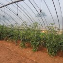 가정농장 이미지