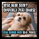 불안이 많은 아이 , 어떻게 도와 줄까? | 분당 동물 장례, 다 불법이라고? ‘합법’ 확인부터 분당 강아지 장례식장 비용·후기 총정리