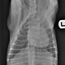 Dr.오즈동물병원 이미지