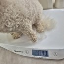 댕그루밍 이미지