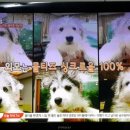 와우 동물농장 이미지