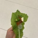 경성수선 이미지