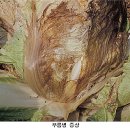 동삭동 소로 3-393 | 가을배추, 무 아주심기 및 재배 관리 요령
