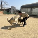 개두방정 이미지