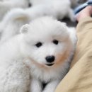 나눔펫 책임분양소 강아지분양 일산점 이미지