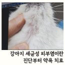 네오메디컬동물병원 | 강아지 세균성 피부염 약욕 치료 창원 이든동물메디컬 이든동물병원