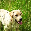 소랑동물병원 이미지